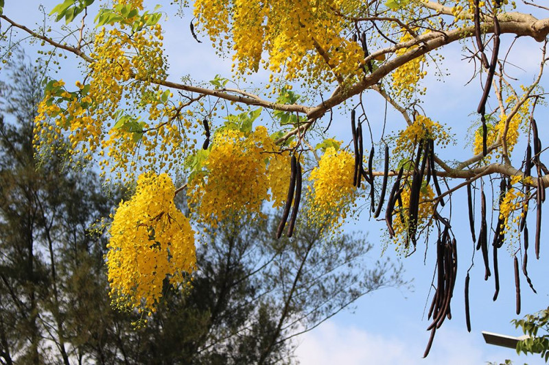 阿勃勒金黃色的花朵高掛於樹梢成串垂下，如同落下金黃色的雨滴一般，故又名「黃金雨」，花期集中夏季。   圖：台北市政府提供