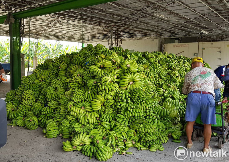 配合農委會農糧署政策，高雄市收購約44噸的格外品香蕉進行去化，並堆滿了集貨場，高雄市農業局表示，將送到畜牧場餵豬或堆肥場資源利用。   圖：中央社／攝