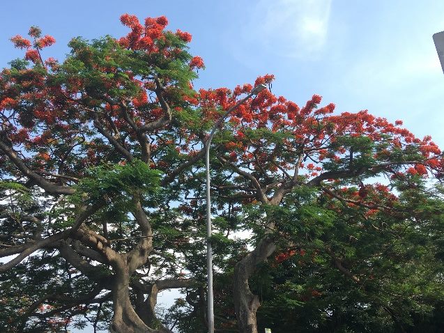 這棵鳳凰木預估已有77年樹齡，樹高約16公尺，目前已進入盛花期間。   圖：台北市工務局／提供