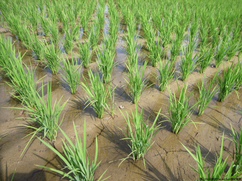 農糧署呼籲農友確實做好農作物災害防範措施，讓受害損失降至最低。   圖：翻攝自Flickr／Yixuan Sun開放權限