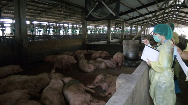 針對豬隻未完成日本腦炎疫苗施打的畜牧場，衛生局已開出舉發單，現場查獲未落實配合防疫措施者，將依《傳染病防治法》裁罰。   圖：高雄市衛生局／提供