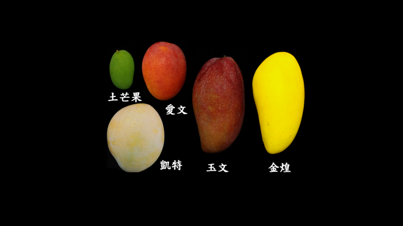 台南區農業改良場帶你了解常見5大芒果品種的小故事，品種包含土芒果、愛文、凱特、金煌、玉文。   圖：農委會/提供
