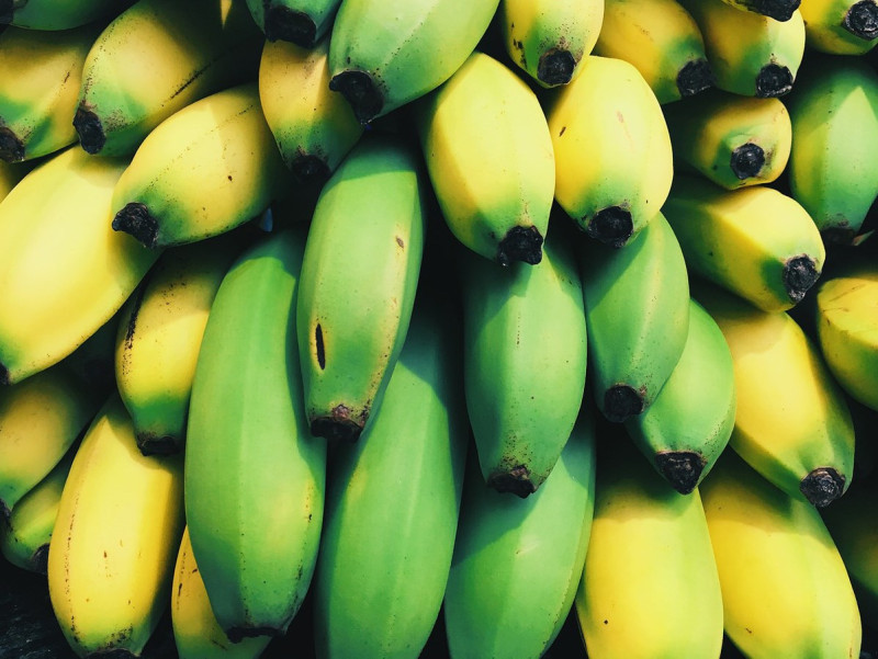 賴清德提到，香蕉擁有各類維生素、礦物質以及豐富的膳食纖維，多吃香蕉有益健康，但網路流傳，香蕉頭尾呈現綠色，代表頭尾有塗抹催熟劑，會導致癌症，食藥署則出面闢謠，是以低溫催熟促使後熟。   圖：食藥署提供