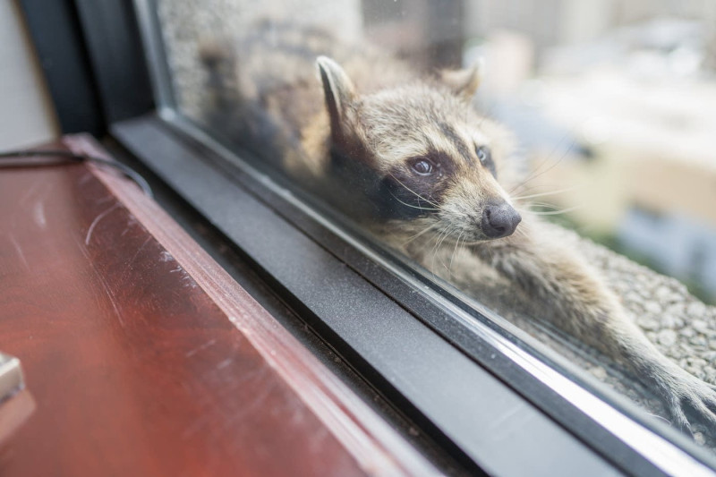 攀爬大樓的小浣熊靠在窗台邊悠閒休息。    圖：翻攝自@MPRnews推特
