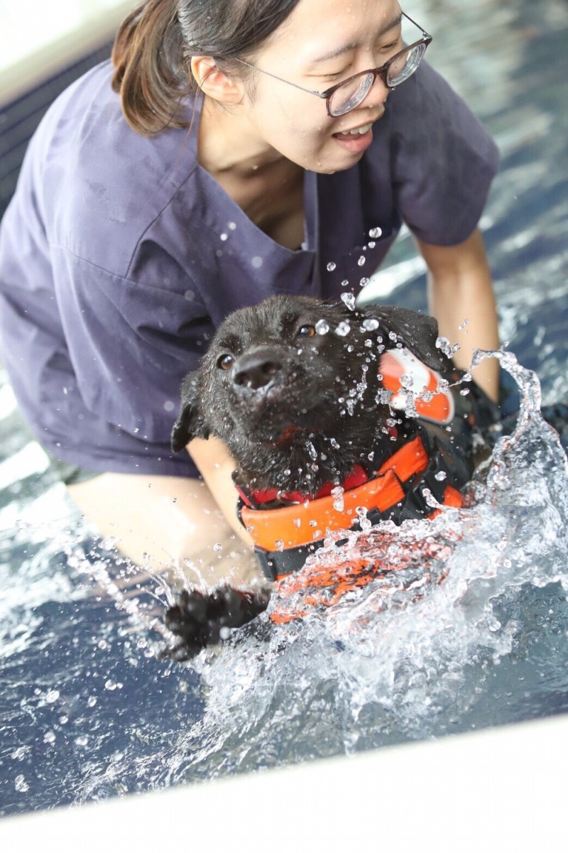 台中市動物保護防疫處表示，活動中訓犬員利用水的浮力與玩具設計活動。   圖：台中市政府/提供