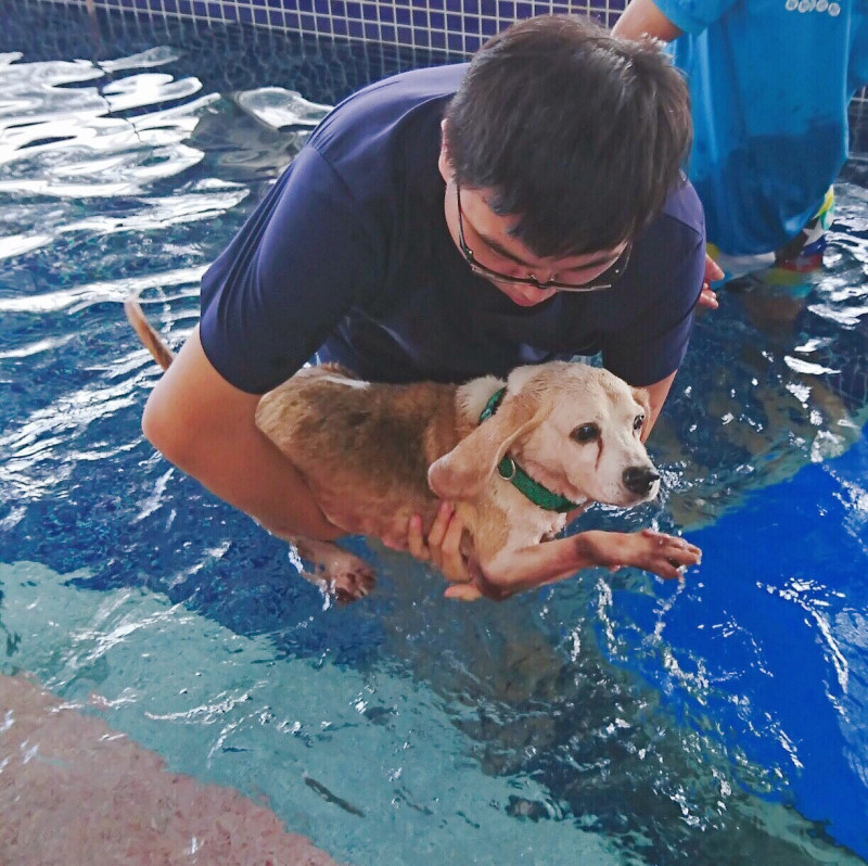 台中市動物之家今年端午假期前，帶狗兒們走出園區體驗游泳活動。   圖：台中市政府/提供