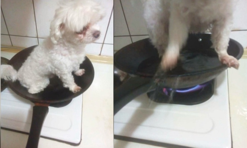 桃園市魏姓男子將小狗放在瓦斯爐上的平底鍋，開著爐火拍照，上傳臉書，遭到檢舉。   圖：翻攝臉書