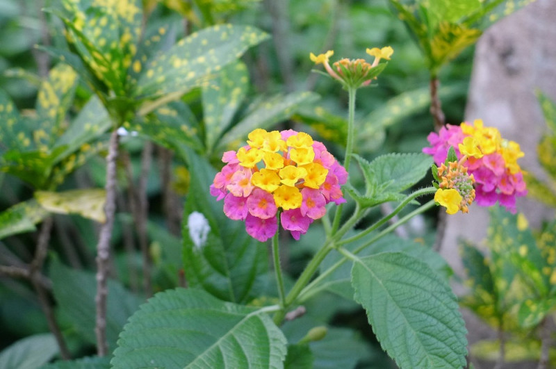 馬纓丹為許多小花聚集的頭狀花序。   圖：台北市工務局／提供