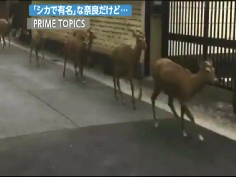 一個多星期前，京都50多隻小鹿突然離開原本所在的奈良公園，向市裡面跑去，一度形成了「鹿群奔騰」的景象，就連當地人都非常納悶，因為這也是他們第一次看到小鹿如此成群跑過。   圖：翻攝自Youtube