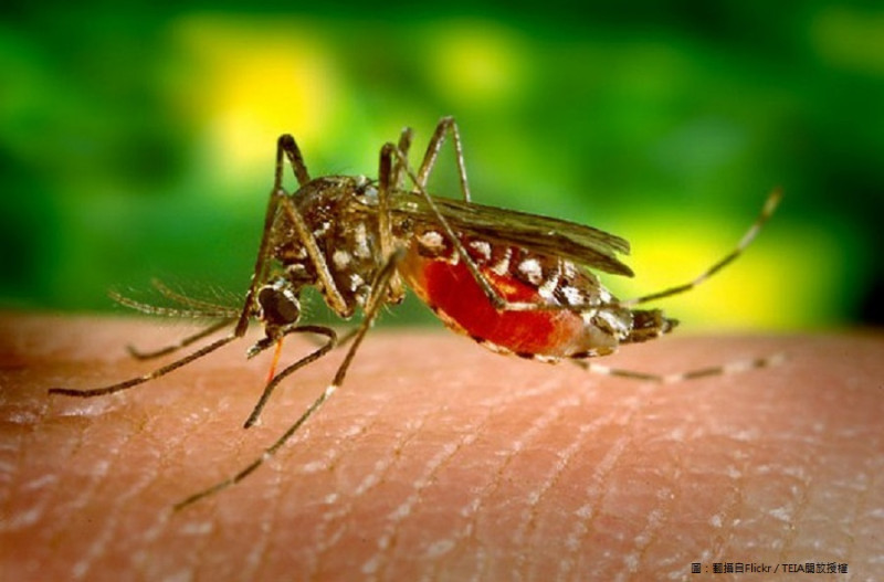 積水容器時常成為蚊子的繁殖溫床。   圖：翻攝自Flickr／TEIA開放授權