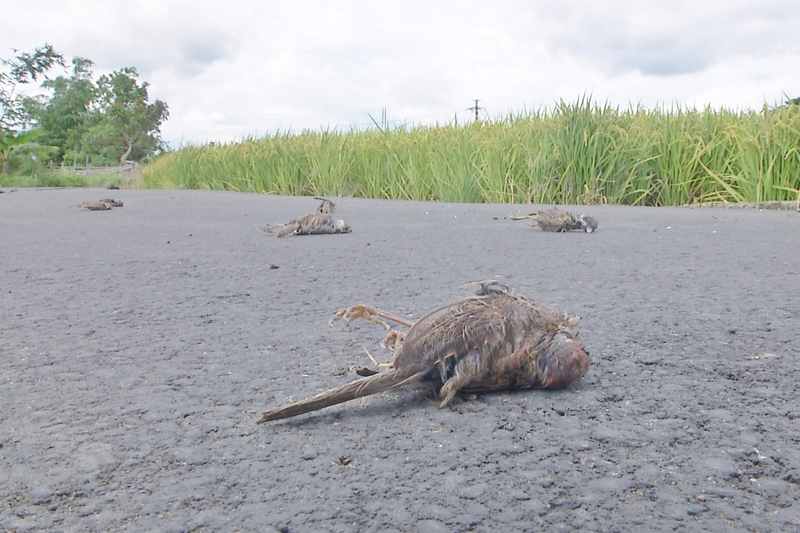桃園市大溪區農田驚傳毒鳥事件，至少有上百隻鳥陳屍田間。   中央社