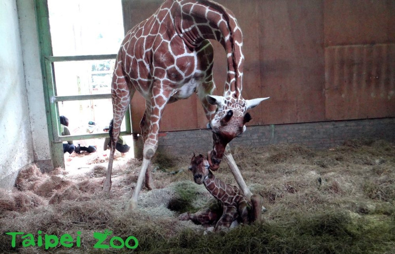 台北市立動物園非洲動物區的長頸鹿「小麥」於上週四（14）產下一隻雄性的寶寶，但目前發現新生寶寶疑似左前趾關節變形等因素，遲遲無法自行站立。   圖：台北市動物園提供