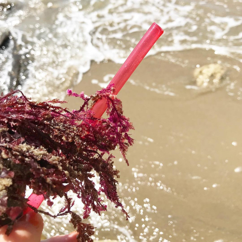 紐約新創公司Loliware全球首創「可以吃」的「海藻吸管」。   圖：翻攝自《LOLIWARE》FB