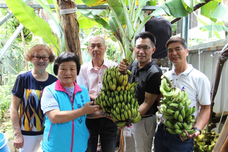 農友劉照義種出罕見的5芎香蕉。   圖：江啟臣辦公室/提供
