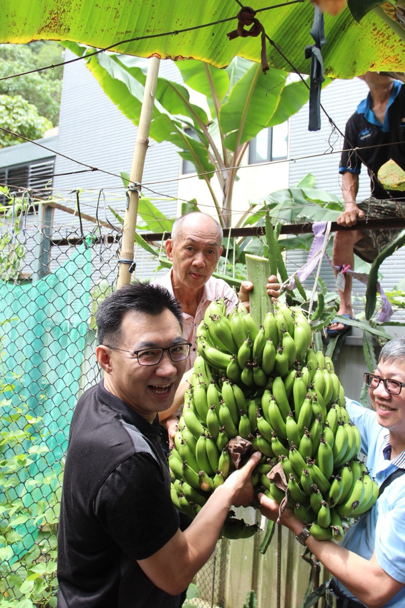 江啟臣笑稱自己第一次採香蕉就採到5芎的。   圖：江啟臣辦公室/提供