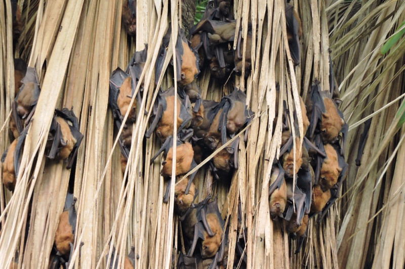 今年也同樣群聚在東石自然生態展示館前方高高的椰子樹上，如果實般可愛的模樣令遊客忍不住駐足欣賞。   圖：嘉義林管處／提供