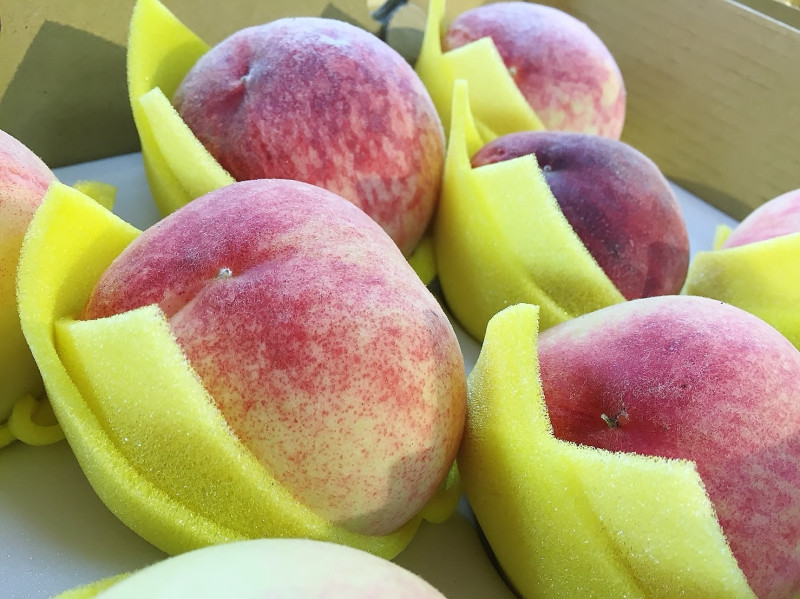 每年6月至8月為拉拉山水蜜桃盛產期間，水蜜桃甜度高、水份多，具有獨特香味，   圖:桃園市政府/提供