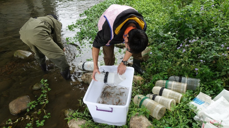台中市水利局對食水嵙溪中的「台灣白魚」進行物種數量統計。   圖：台中市政府/提供