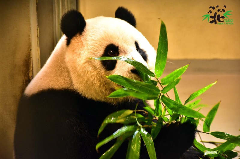 台北市動物園在7月6日將舉辦生日慶的系列活動，在大貓熊館內舉辦「圓仔5歲生日-圓粉慶生派對」活動。   圖 ：台北市動物園提供