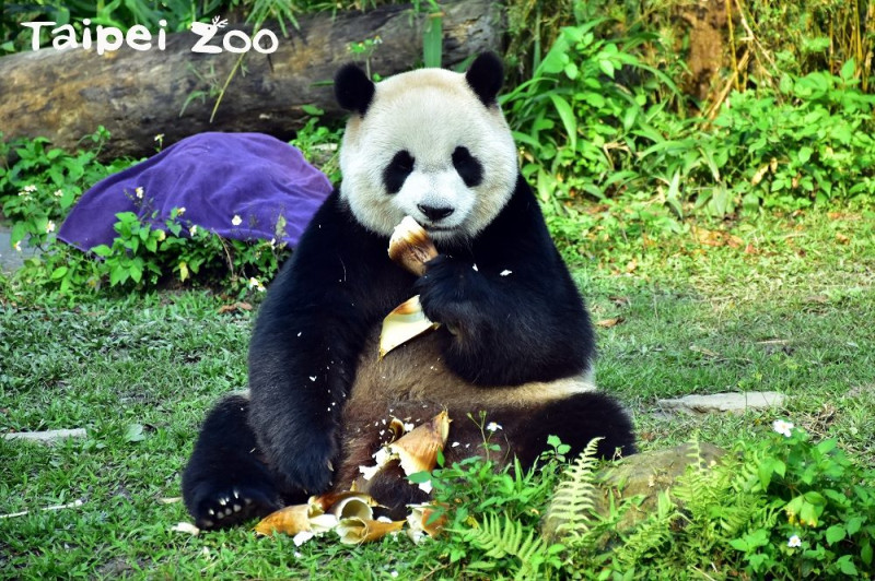 大貓熊「圓仔」的生日剛好落在暑假期間，台北市立動物園也規劃在7月6日（星期五）上午10：00-12：00，於大貓熊館1樓舉辦。   圖 ：台北市動物園提供