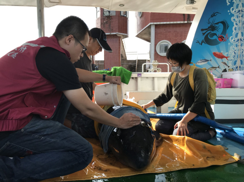 侏儒抹香鯨經持續救援18小時於今（6）日清晨7時44分出海野放成功。   圖：動保處提供