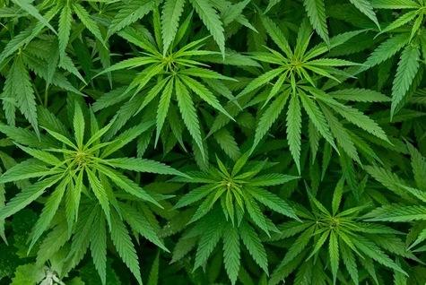 荷蘭政府允許全國6至10個市鎮合法種植大麻，以加強管理國內大麻市場。   圖：翻攝自維基百科