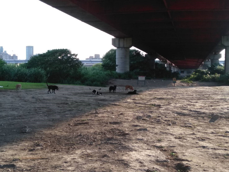 華江周邊河濱公園犬群聚集。   圖：台北市政府提供