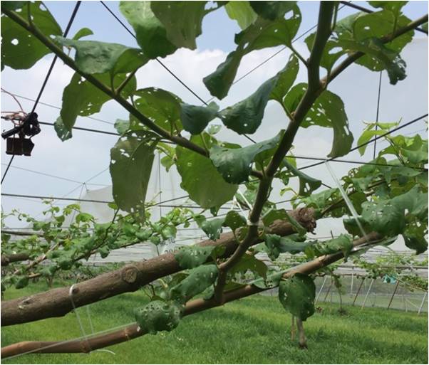 農作物防瑪莉亞颱風，棗枝條綁縛固定。   圖 : 高雄農改場/提供