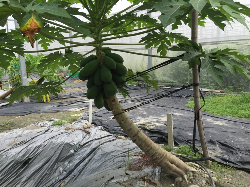 木瓜等高莖作物應立支柱固定植株。   圖 : 高雄農改場/提供