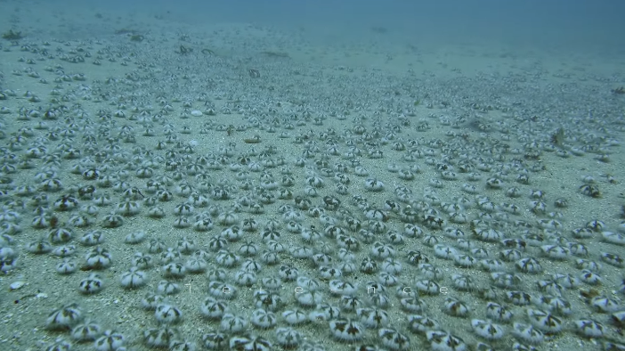 有潛水客在墾丁後壁湖拍攝到大量的扁仙壺海膽遷徙，場面為之壯觀。   圖：翻攝Terence Chen的Youtube影片