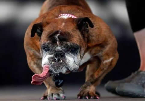 不斷流著口水的莎莎上個月剛在2018年世界最醜狗狗大賽奪冠，現在就已過世。   圖 : 翻攝自ill-ouch.com