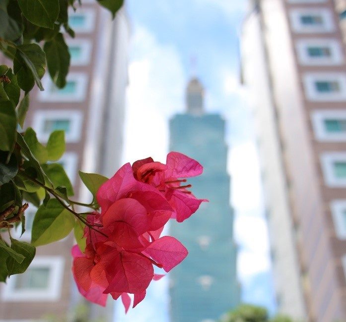 台北市九重葛以桃紅色的豔麗、粉橘色的浪漫、紫色的優雅，各式不同色彩姿態與市民打招呼。   圖：台北市工務局提供