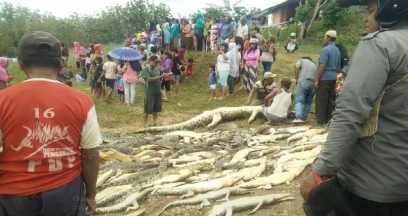 近日印度尼西亞發生鱷魚屠殺案，村民為了報復一位男性被鱷魚咬死，而殺死292隻鱷魚。   圖：翻攝twitter