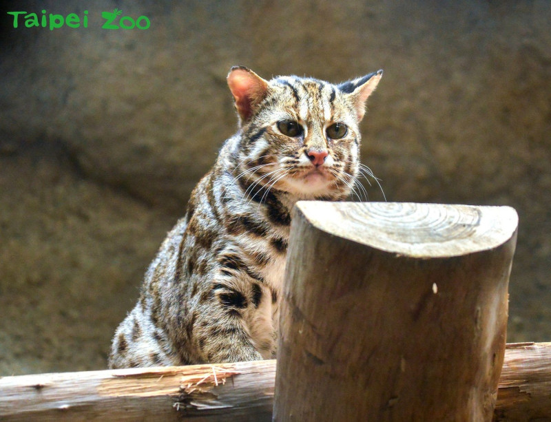 台灣石虎在2008年被列為第一級瀕臨絕種保育類動物。圖為台北市立動物園的石虎「集寶」，並非文中當事石虎。   圖：翻攝自Taipei Zoo 臺北市立動物園臉書粉絲頁