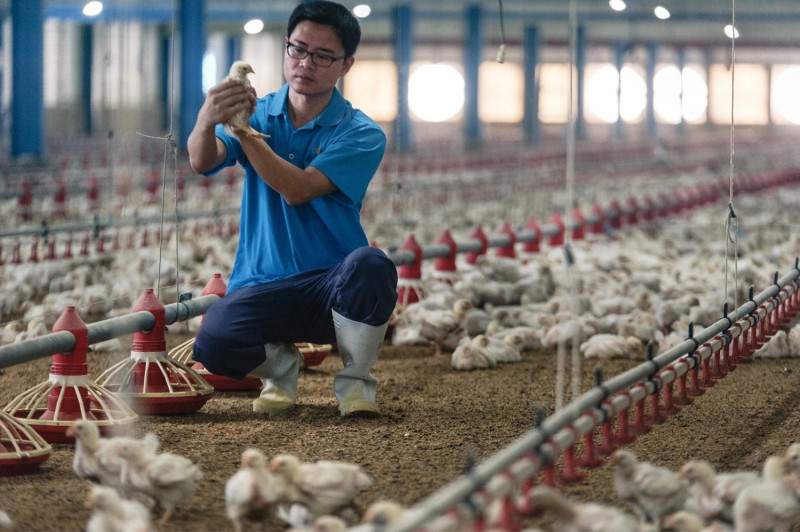 鹿草鄉的黃勝裕堅持生產「健康、衛生、安全」的畜禽產品並落實飼養管理，建構白肉雞   圖：嘉義縣政府農業處／提供