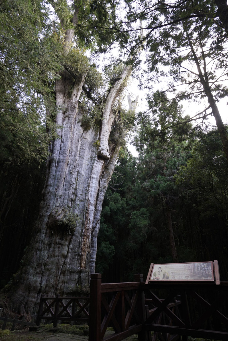 旅客能從水山線的終點，沿著步道拜訪阿里山2700歲的水山巨木，將成為阿里山林業鐵路的未來最佳秘境觀光點之一。   圖：林務局提供