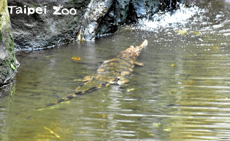 活動有「秒尋五隻鱷」競賽活動，還有首次夜間開放的亞洲熱帶雨林區馬來長吻鱷戶外場。   圖：台北市動物園提供