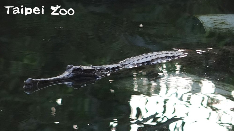 喜歡的觀賞鱷魚的大小朋友們，周末來北市動物園收服你的水系動物寶貝吧！   圖：台北市動物園提供