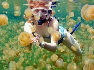 帛琉水母湖裏有數萬隻的水母，蔚為奇觀。   圖 : 翻攝自travelers.pixnet.net