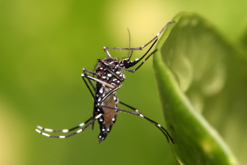 圖為登革熱病媒蚊之一的埃及斑蚊。   圖：翻攝自維基百科