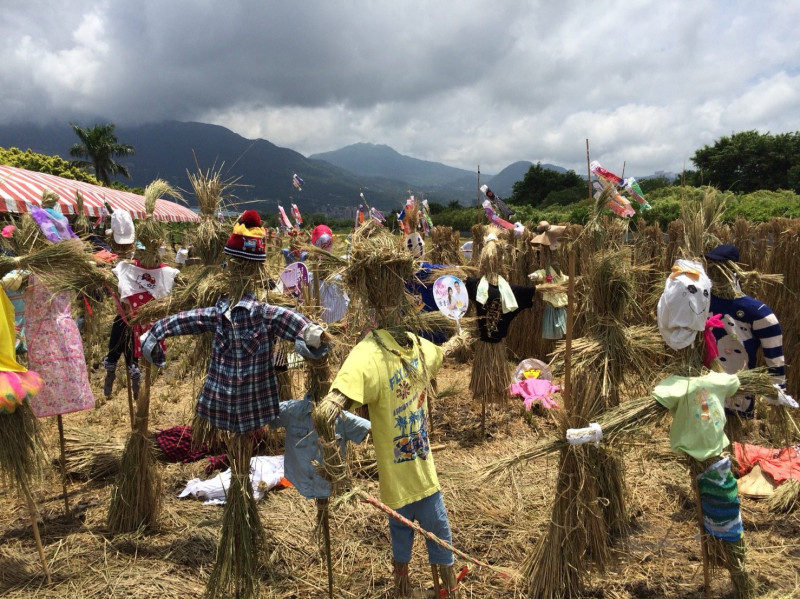 今(21)在關渡平原舉辦的一系列「北投水稻文化體驗活動」，周末活動吸引共1300位市民朋友到場共襄盛舉。   圖：台北市產業發展局提供
