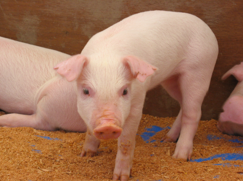 行政院農業委員會動植物防疫檢疫局宣布，我國已於今年8月6日開放英國豬肉進口。   圖：flickr kagawa_ymg開放授權