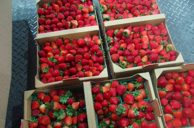 好市多自美國進口的草莓遭檢出農藥超標。   圖：衛福部食藥署／提供