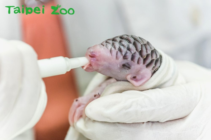 2014年出生的穿山甲「芎梧」經由人工哺育順利長大，成為全球第一個成功的案例。   圖：台北市動物園提供