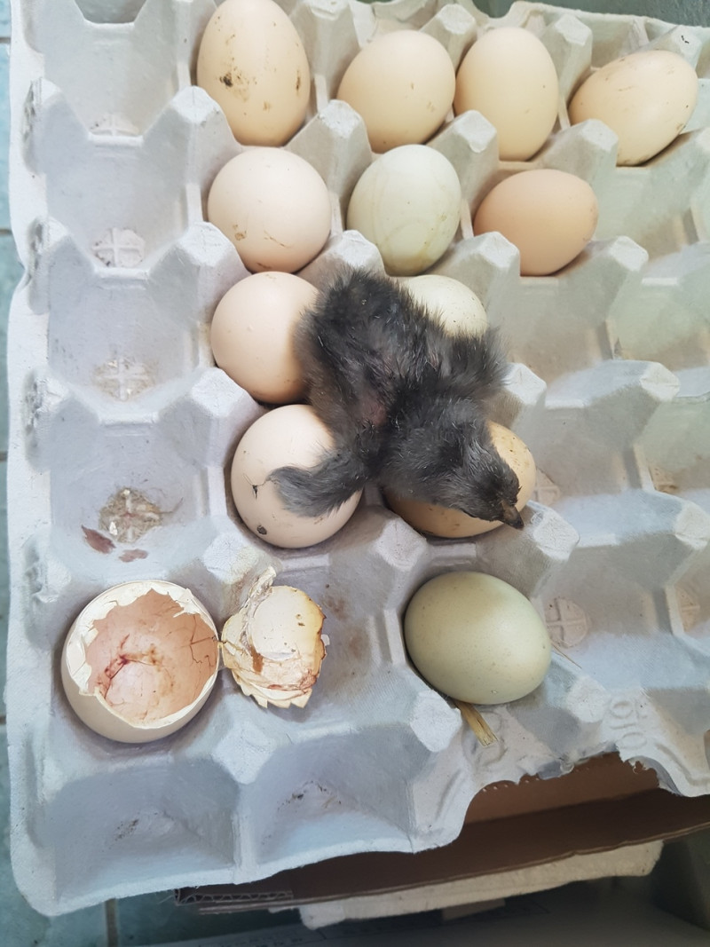 韓國日前創下111年來最高溫，江陵市有民眾自養母雞生的蛋竟在高溫下自動孵出小雞，令人嘖嘖稱奇。   圖：翻攝韓國Hani網/Choi Ho-Jun提供
