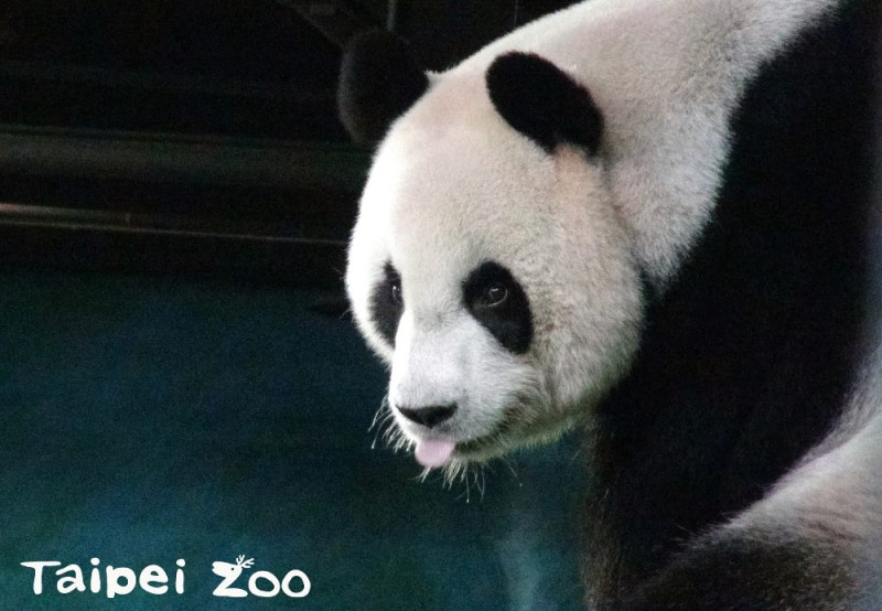 近期台北市動物園的保育員發現「圓圓」居然能分辨蜂蜜是否是純正龍眼蜜，展現貓熊「圓圓」的新技能。   圖：台北市動物園提供