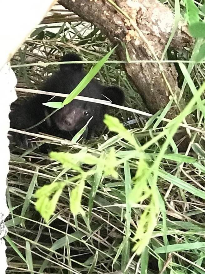 13日在安南瀑布落單的小黑熊。   圖：林務局/提供