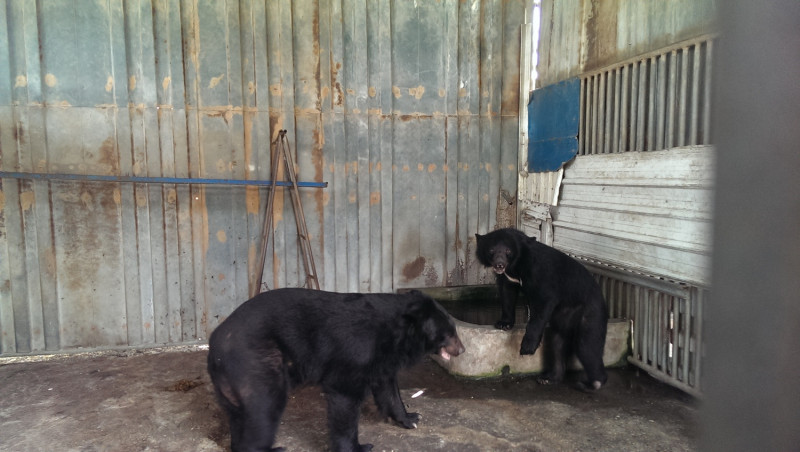 台灣黑熊。資料照片。   圖：屏東縣政府/提供