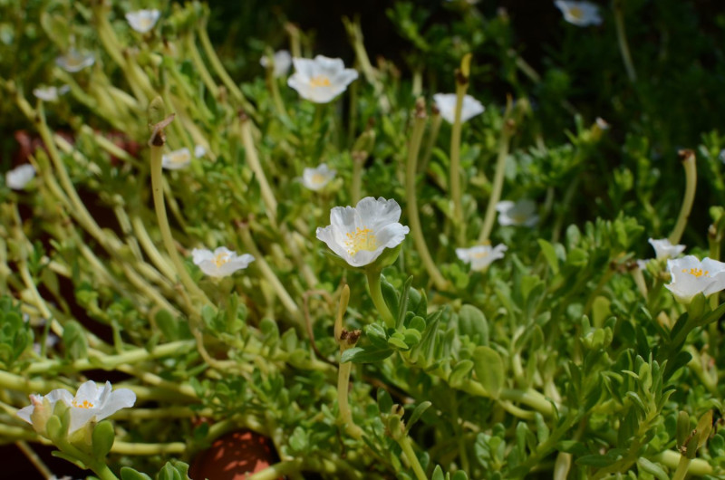 內雙溪自然中心藥用植物園中，「十二生肖區」以植物名冠以生肖特色，花序似兔尾的「兔」尾草、在九月頭開花的「狗」頭芙蓉（山芙蓉）等植物。   圖：台北市工務局提供