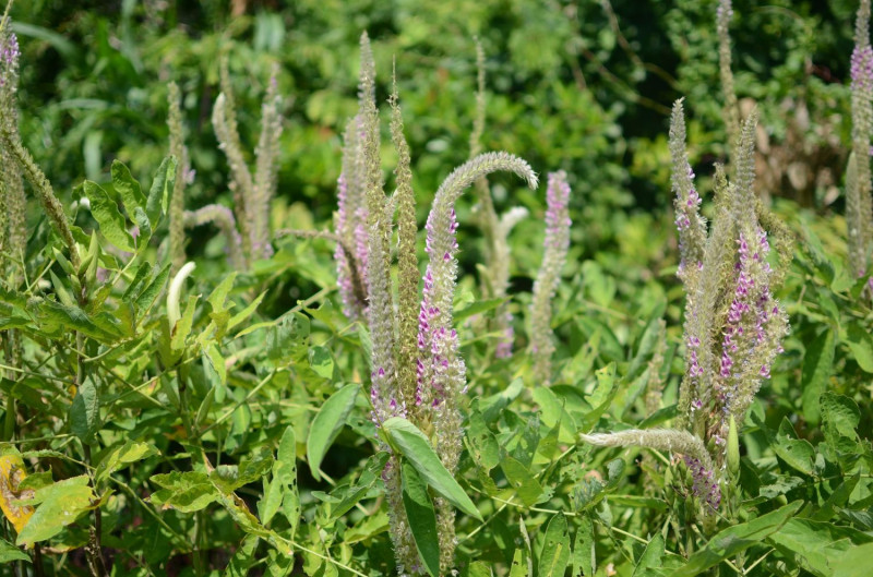 在夏季也開花的柳葉馬鞭草，淡紫色妝點了藥用植物園，因葉片狹長像柳葉，故名柳葉馬鞭草，常被誤認為薰衣草。   圖：台北市工務局提供